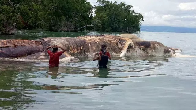Enorme criatura morta surge das profundezas do oceano na Indonésia
