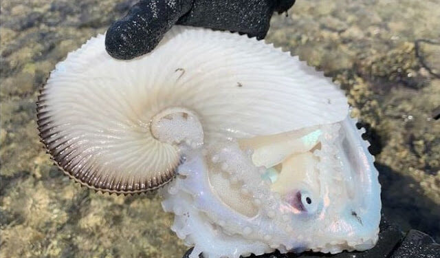 Criatura marinha estranha é encontrada em praia no Havaí