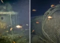 Submersível que encontrou o Titanic descobre navio de lendário explorador britânico