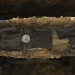 Garota de Egtved: cientistas encontram caixão da Idade do Bronze com cabelo, dentes, unhas e massa encefálica