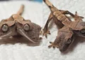 Lagartixa nasceu com duas cabeças
