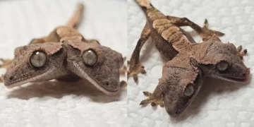 Lagartixa nasceu com duas cabeças