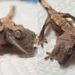 Lagartixa nasceu com duas cabeças
