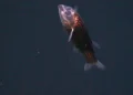 Veja as primeiras imagens de um peixe com a cabeça transparente que vive no fundo do oceano