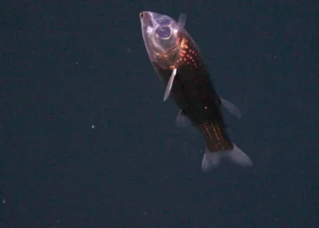 Veja as primeiras imagens de um peixe com a cabeça transparente que vive no fundo do oceano