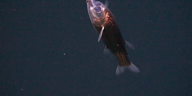Veja as primeiras imagens de um peixe com a cabeça transparente que vive no fundo do oceano