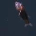 Veja as primeiras imagens de um peixe com a cabeça transparente que vive no fundo do oceano