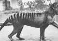 Cientistas dizem que mito levou a extinção do tigre-da-tasmânia