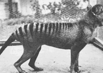 Cientistas dizem que mito levou a extinção do tigre-da-tasmânia