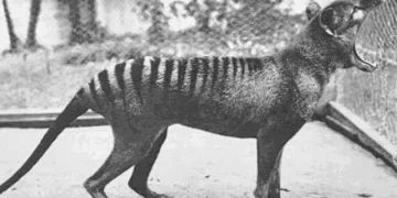 Cientistas dizem que mito levou a extinção do tigre-da-tasmânia