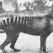Cientistas dizem que mito levou a extinção do tigre-da-tasmânia