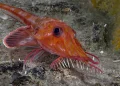 Cientistas flagram peixe que anda de costas