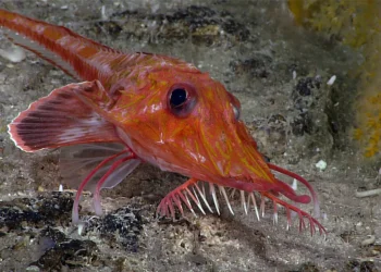 Cientistas flagram peixe que anda de costas