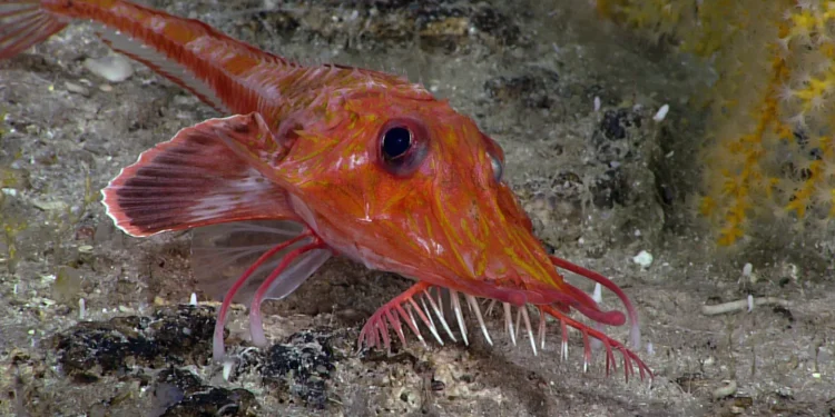 Cientistas flagram peixe que anda de costas