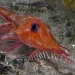 Cientistas flagram peixe que anda de costas
